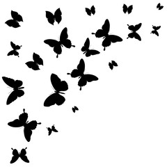 Fototapeta na wymiar black butterfly, isolated on a white