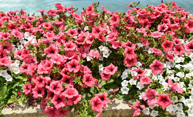 Pink and white petunia flowers in the garden
