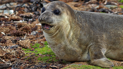 Falkland Islands