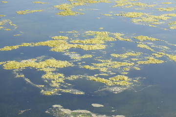 Grünlich-gelbe  Algen