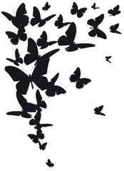 Naklejka na ściany i meble black butterfly, isolated on a white