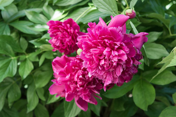 peony flower on a bush