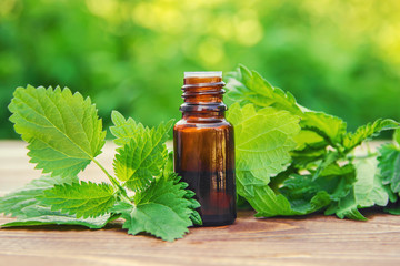 nettle essence oil and fresh branches blooming nettle. 