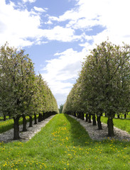 Plants: Blooming apple orchard in Eastern Thuringia in April