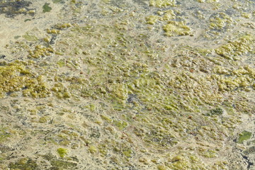 Grünlich-gelbe  Algen