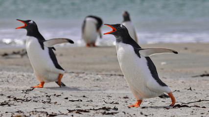Falkland Islands