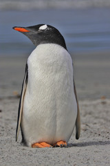 Obraz premium Falkland Islands
