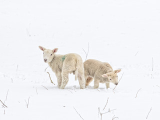 Naklejka premium Two cute spring lambs in snow looking back