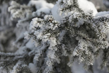 Snow-cowered fir branches. Winter blur background. Frost tree