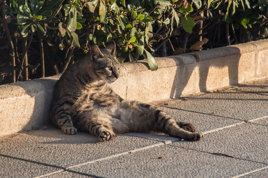A lazy city cat is lying on the street, taking siesta and does not hurry anywhere. Close up view.2
