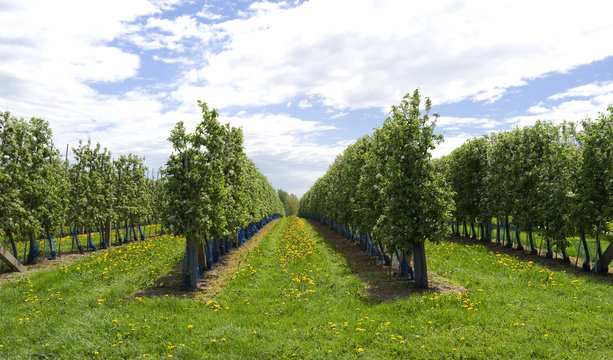 Plants: Blooming apple orchard in Eastern Thuringia in April