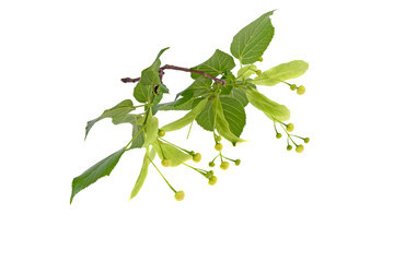 linden branch on white background