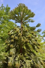 The prehistoric Wollemi pine, one of the rarest tree in the world