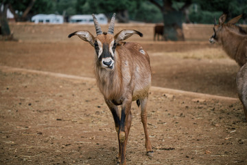Obraz premium Mountain goat in Fasano apulia safari zoo Italy