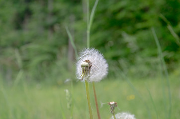 dandelion