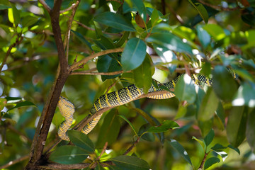 Naklejka premium Snake temple Penang island Malaysia