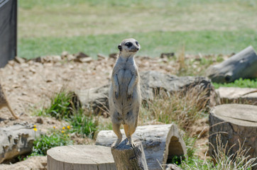 Suricate on patrol