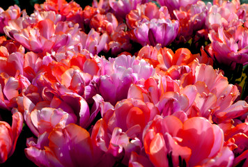 Pink-violet shades of tulips