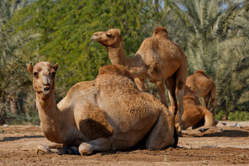 Royal Camel Farm. Kingdom of Bahrain. Königreich Bahrain. Mamlakat al-Bahrain. .Bahrain...