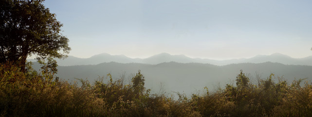 Fototapeta premium Jungle