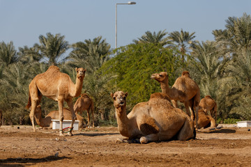 Royal Camel Farm. Kingdom of Bahrain. Königreich Bahrain. Mamlakat al-Bahrain. .Bahrain...