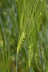 Rye fields