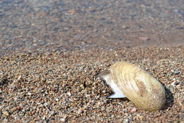 Ракушка на берегу озера