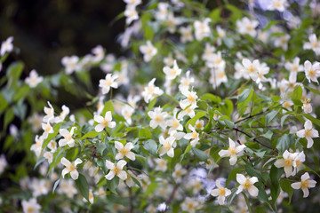 Pfeifenstrauch (Philadelphus)