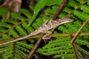 Stream anole
