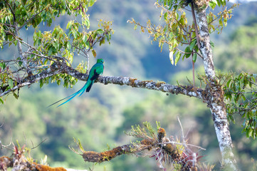 Resplendent Quetzal