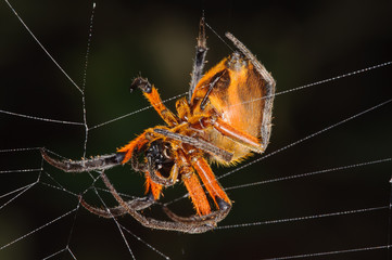Orb Weaver