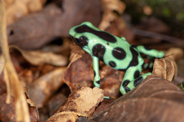Green and Black Poison Dart Frog