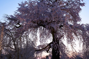 京都円山公園の枝垂れ桜
