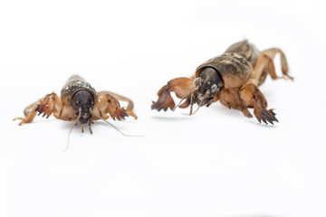 Mole cricket (Gryllotalpa gryllotalpa) on white and colored background. Scary images of a close-up of insects. Selective focus, tilt shift lens