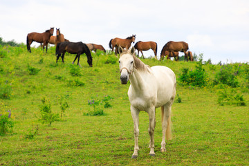 Naklejka na ściany i meble White horse on the pasture in summer