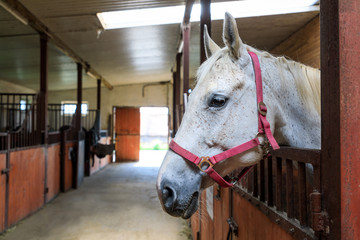 White horse in a stable