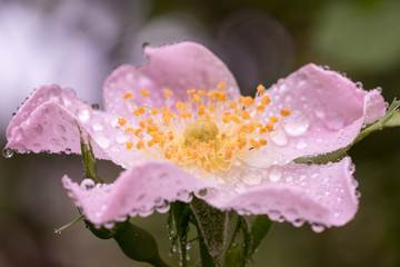 Rosehip with max magnification. Drops of water on petals and yellow stamens. Drops of dew glistened...