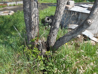 tree, nature, forest