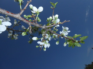  apple blossom