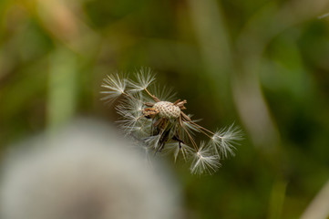 Dandelion pappus against a natural green background, using a shallow depth of field.