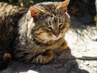 old cat sunbathing in the sun