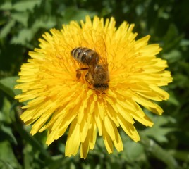  dandelion and bee
