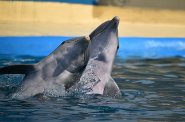 delfin