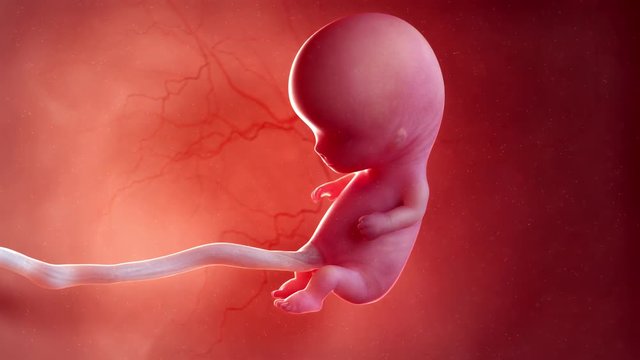 Medically accurate 3d animation of a fetus - week 10