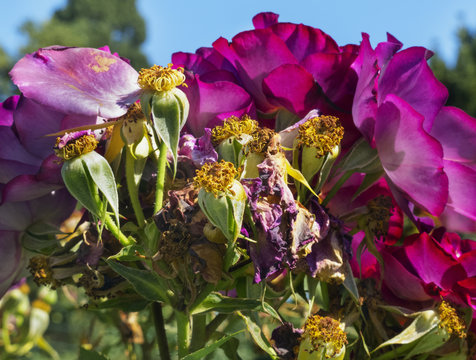 Purple Roses