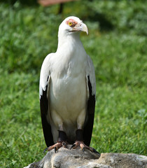 AGUILA