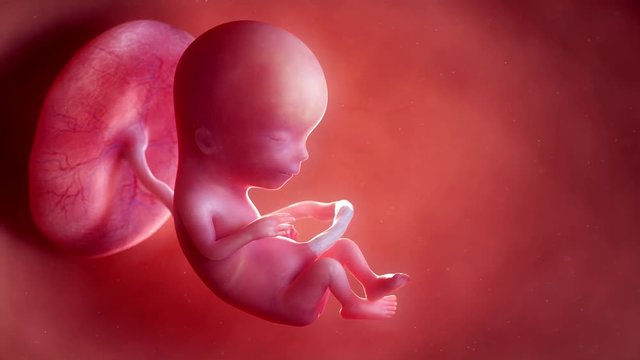 Medically accurate 3d animation of a fetus - week 13