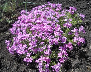 Obraz premium flowers, nature, plant