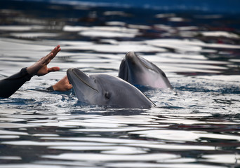 delfines