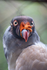 King vulture